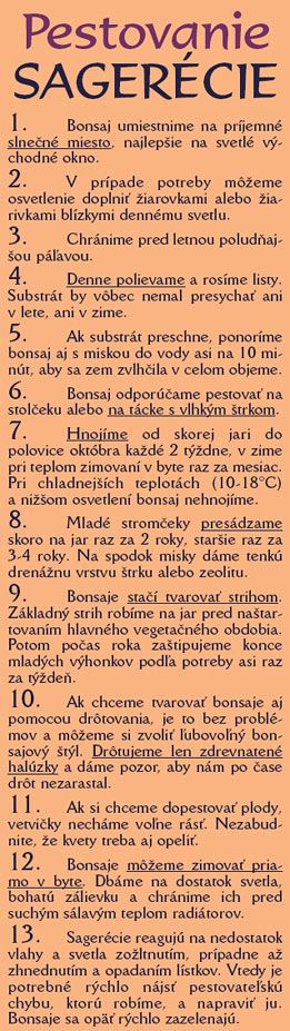 Bytové bonsaje - Indoor Bonsai - Sageretia teezans - Sagerécia čajová - Bonsai centrum Nitra
