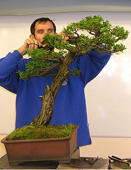 RNDr. Vladimír Ondejčík Juniperus chinensis - demonštrácia tvarovania z roku 2003, Summer Camp, England