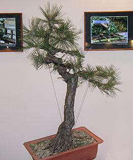 Tvarovanie RNDr. Vladimír Ondejčík - Pinus Thunbergii - Bonsai Slovakia 2003