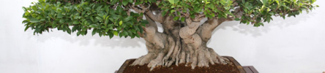 bonsai school
