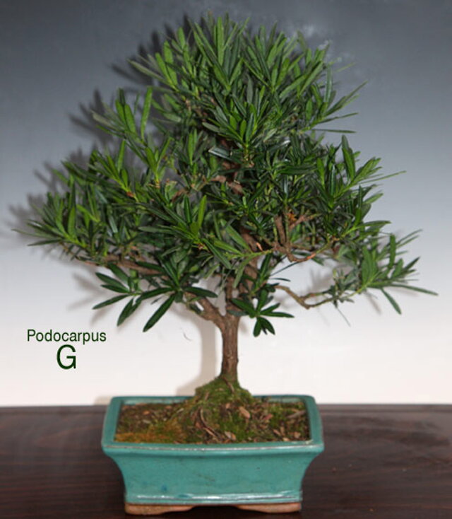 Nitrianska bonsajová škola - Podocarpus, nohovec - tvarovanie